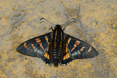Mimardaris pityusa