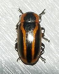 Prasocuris vittata