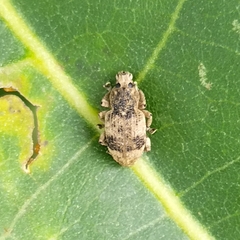 Eudiagogini