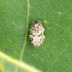 Eudiagogini