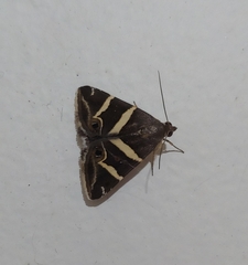 Grammodes pulcherrima