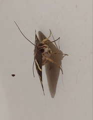 Grammodes pulcherrima