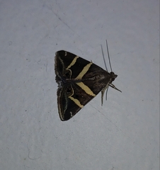 Grammodes pulcherrima