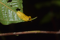 Dendropsophus