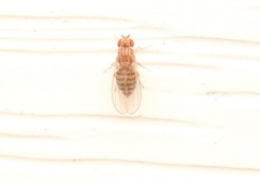 Drosophila busckii