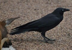 Corvus coronoides