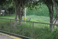 Sciurus stramineus