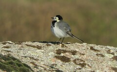Motacilla alba alba