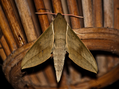 Theretra boisduvalii