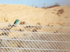 Merops cyanophrys cyanophrys