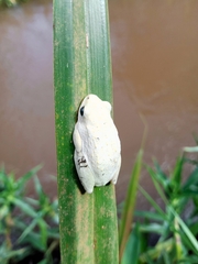 Hyperolius glandicolor