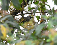 Trochalopteron melanostigma