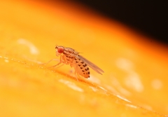 Drosophila busckii