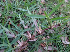 Stenotaphrum secundatum