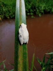 Hyperolius glandicolor