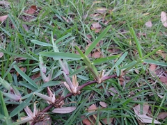 Stenotaphrum secundatum