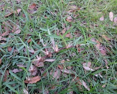 Stenotaphrum secundatum