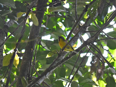 Pteruthius intermedius