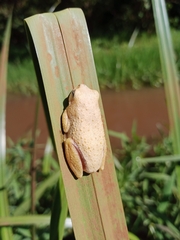 Hyperolius glandicolor