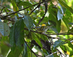 Pteruthius intermedius