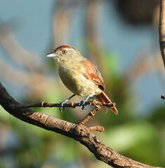 Thamnophilus torquatus