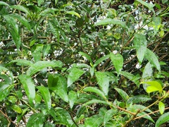 Ficus ampelos