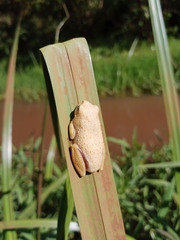 Hyperolius glandicolor