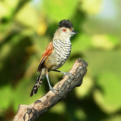 Thamnophilus torquatus