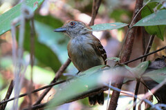 Thamnophilus stictocephalus