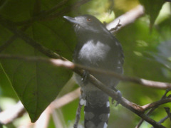 Thamnophilus schistaceus