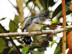 Thamnophilus ambiguus