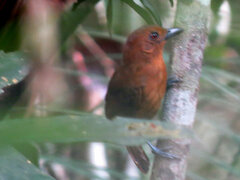 Thamnophilus aethiops