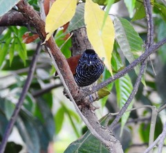 Thamnophilus palliatus