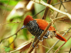 Thamnophilus palliatus