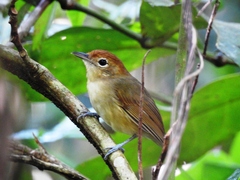 Dysithamnus mentalis