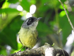 Dysithamnus mentalis