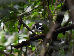 Enicurus schistaceus