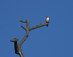 Microhierax caerulescens