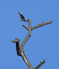 Microhierax caerulescens