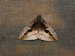 Spirama retorta