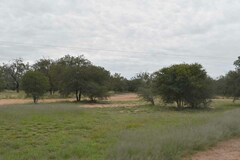 Archidendropsis basaltica