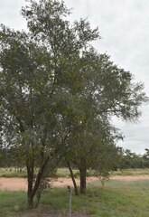 Archidendropsis basaltica