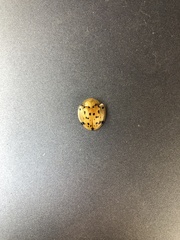 Aspidimorpha miliaris