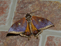 Pterocyclophora pictimargo