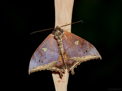 Pterocyclophora pictimargo