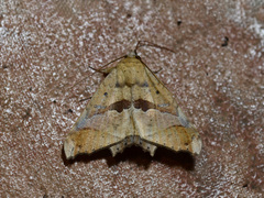Semiothisops macariata