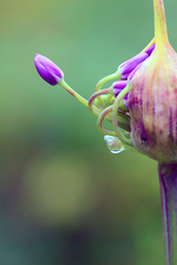 Allium wallichii