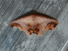 Selenoperas caustiplaga