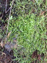 Porella platyphylla