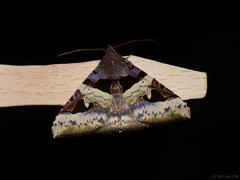 Avatha bubo